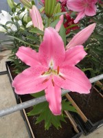 [1883 Apogee VH No01.JPG]